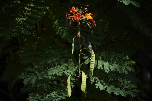 Foto prossimo piano di una pianta da fiore nella foresta