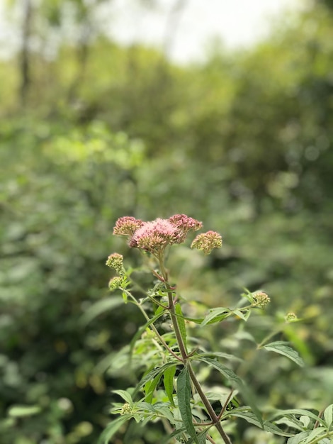 Photo close-up of flowering plant on land