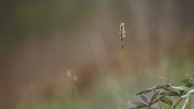 Photo close-up of flowering plant on land