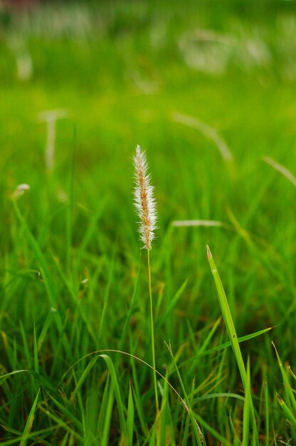 Photo close-up of flowering plant on land