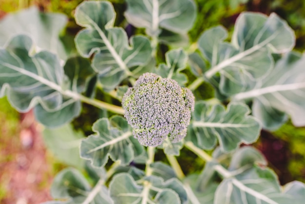 Close-up of flowering plant on land