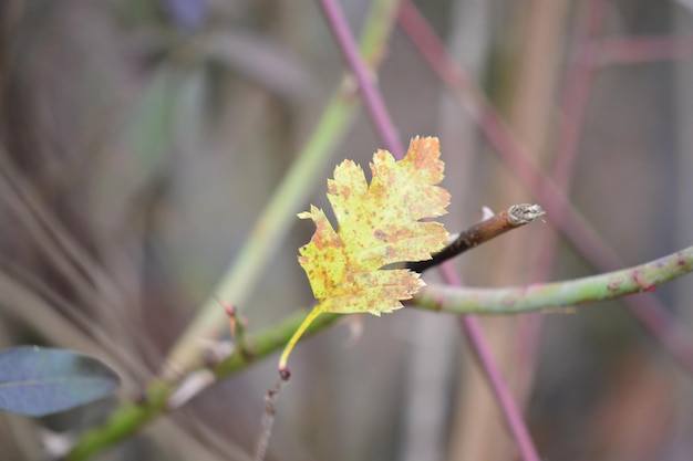 Close-up of flowering plant leaves during autumn