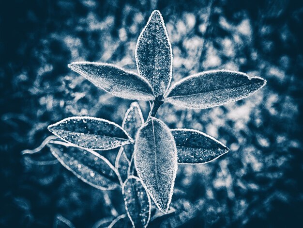 Close-up of flowering plant leaves