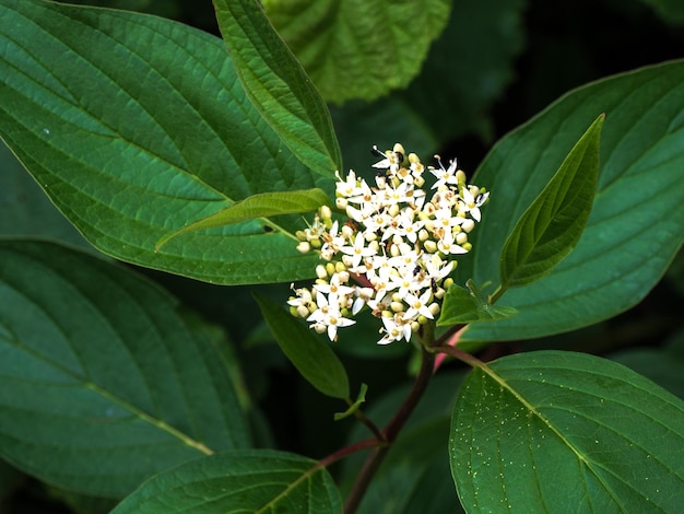 Foto prossimo piano delle foglie delle piante da fiore