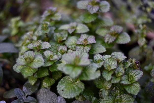 Photo close-up of flowering plant leaves