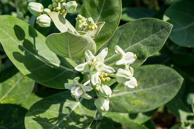 Foto prossimo piano delle foglie delle piante da fiore