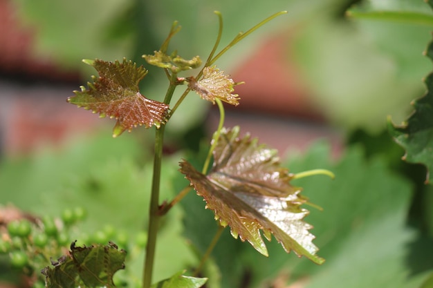 Close-up of flowering plant leaves