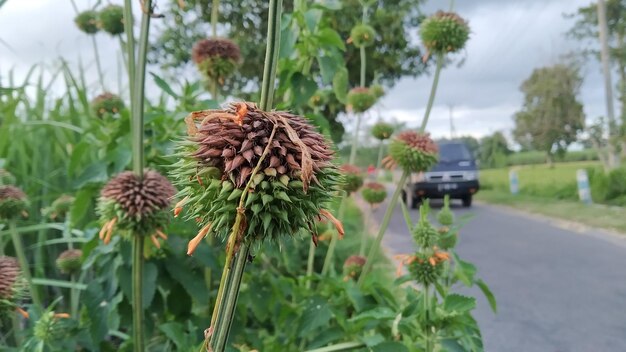 Close-up of flowering plant on road