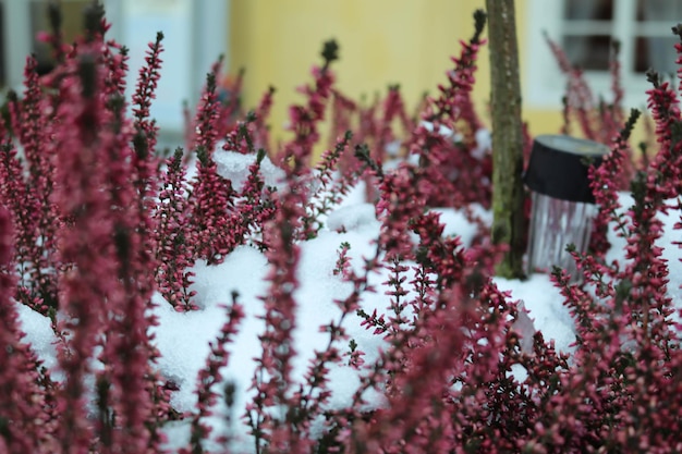 Photo close-up of flowering plant on snow covered field