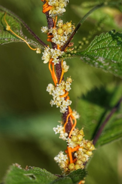 Photo close-up of  flowering plant