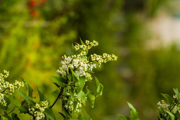 Close-up of flowering plant