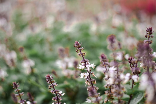 Photo close-up of flowering plant