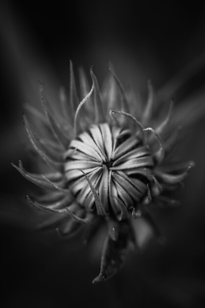 Foto close-up di una pianta da fiore