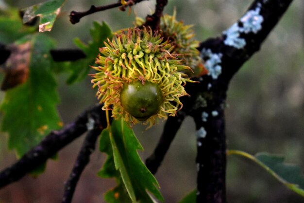 Close-up of flowering plant