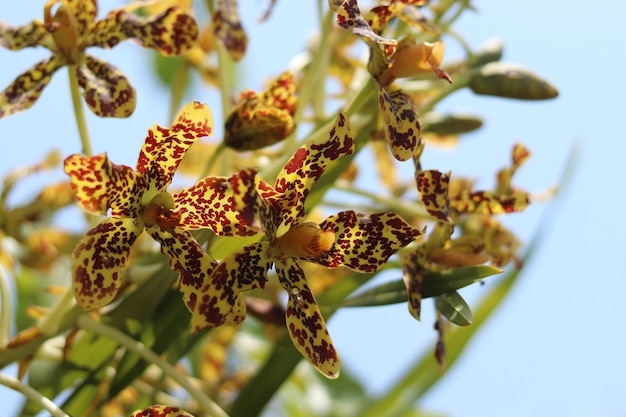 Foto close-up di una pianta da fiore