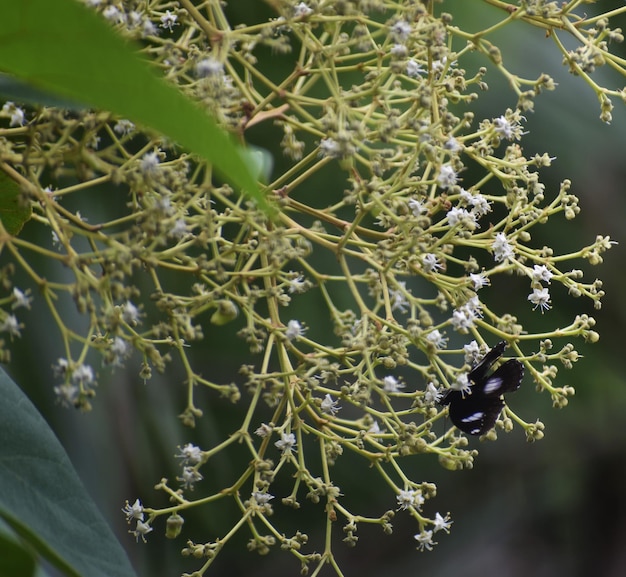 Photo close-up of flowering plant