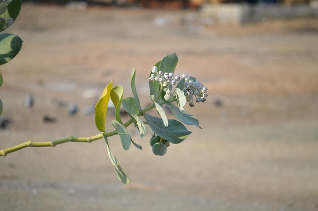 Close-up of flowering plant