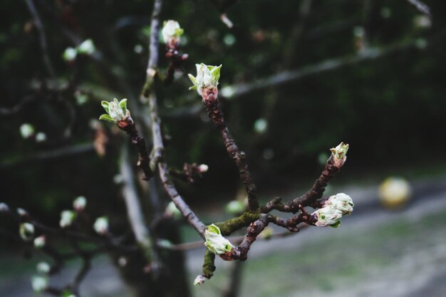 Photo close-up of flowering plant