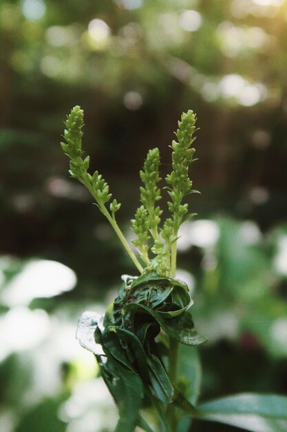 Photo close-up of flowering plant