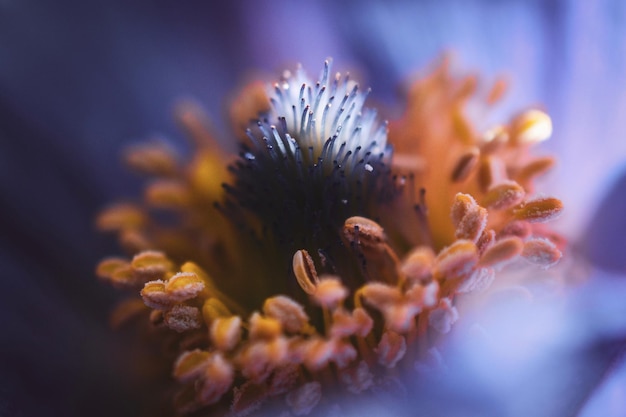 Foto prossimo piano di una pianta da fiore