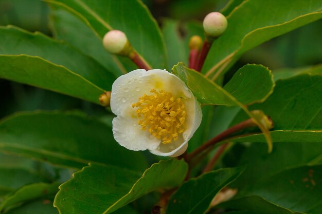 Close-up of flowering plant