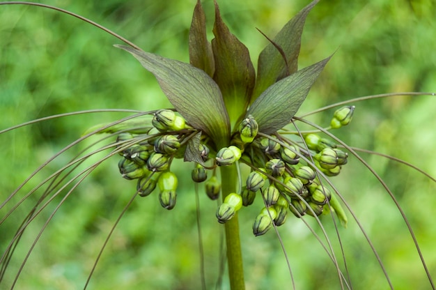 Photo close-up of flowering plant