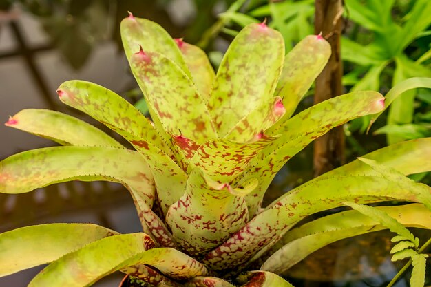 Close-up of flowering plant