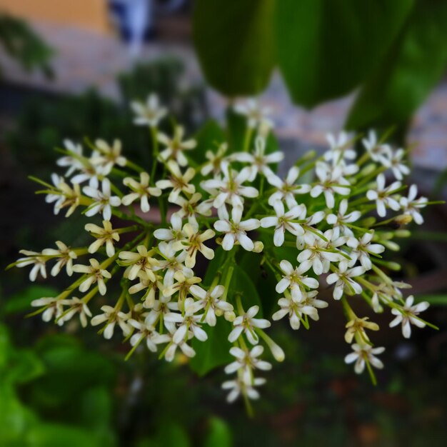 Foto prossimo piano di una pianta da fiore