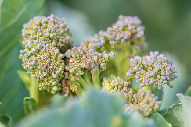 Foto prossimo piano di una pianta da fiore