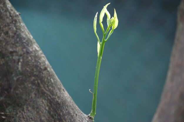 Photo close-up of flowering plant