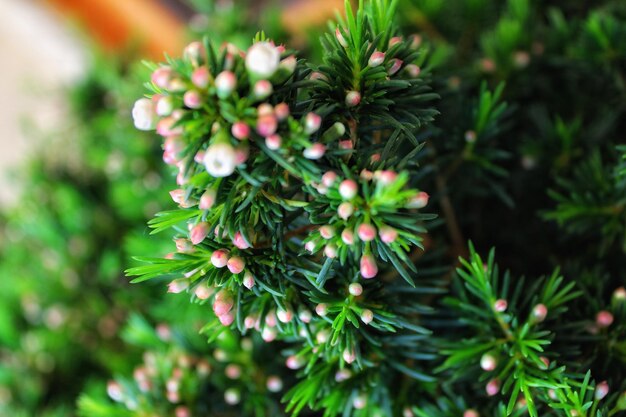 Foto prossimo piano di una pianta da fiore