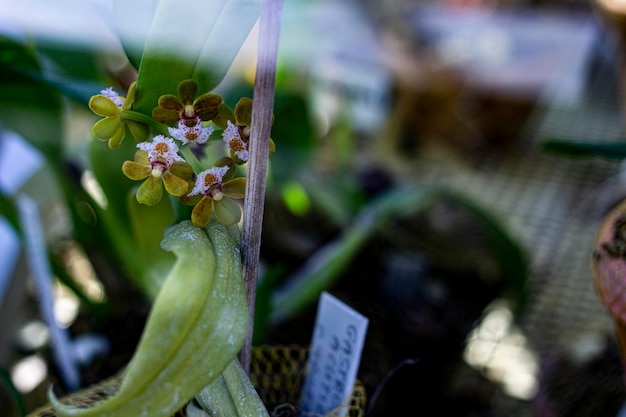 Foto prossimo piano di una pianta da fiore