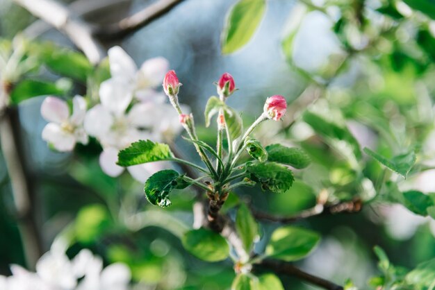 花をかせる植物のクローズアップ