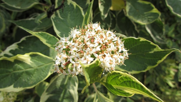 Photo close-up of flowering plant