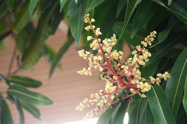 Photo close-up of flowering plant