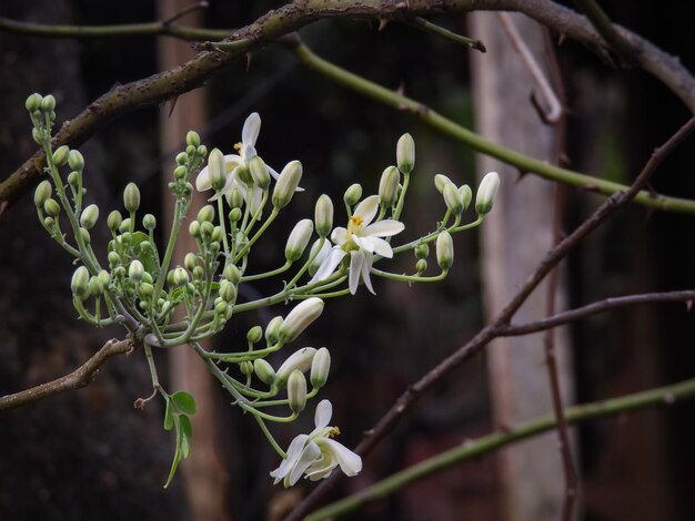 Photo close-up of flowering plant