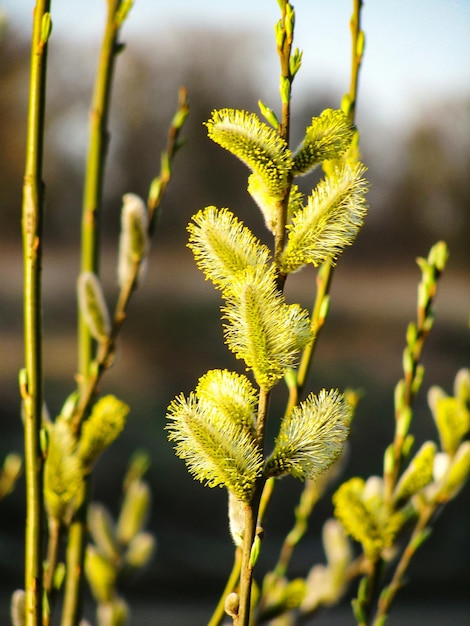 Foto prossimo piano di una pianta da fiore