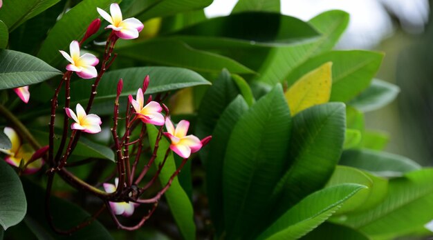 Close-up of flowering plant