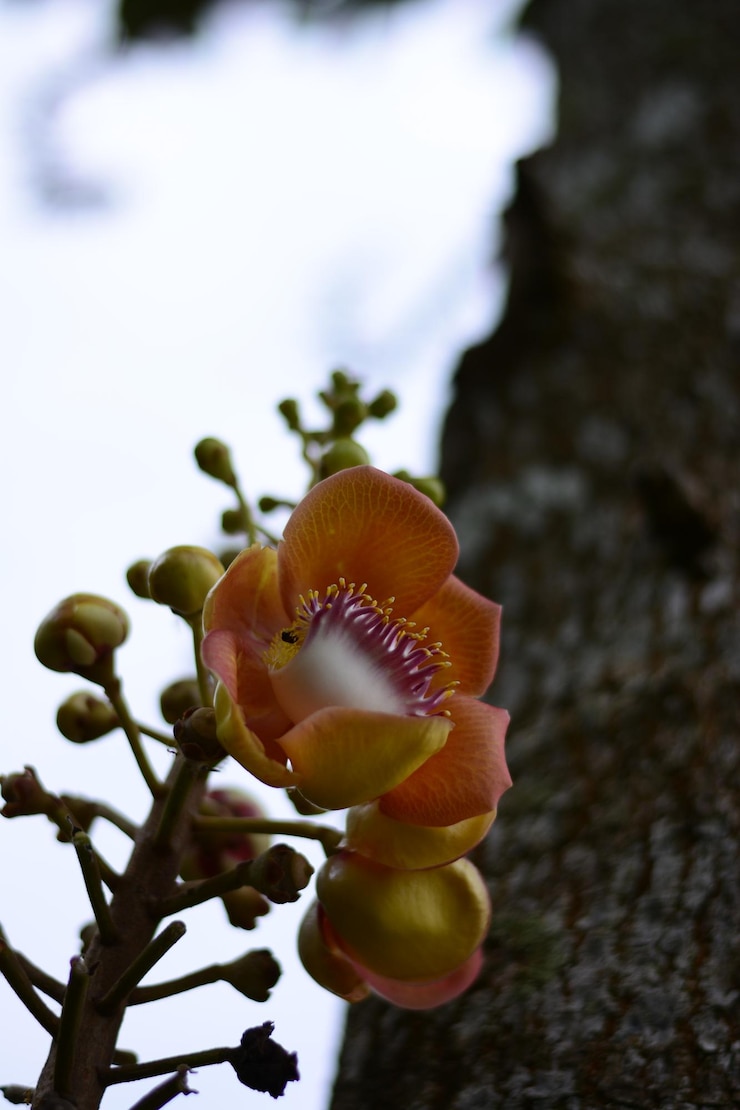 Photo 花をかせる植物のクローズアップ