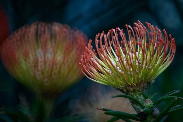 Photo close-up of flowering plant