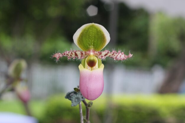 Foto prossimo piano di una pianta da fiore