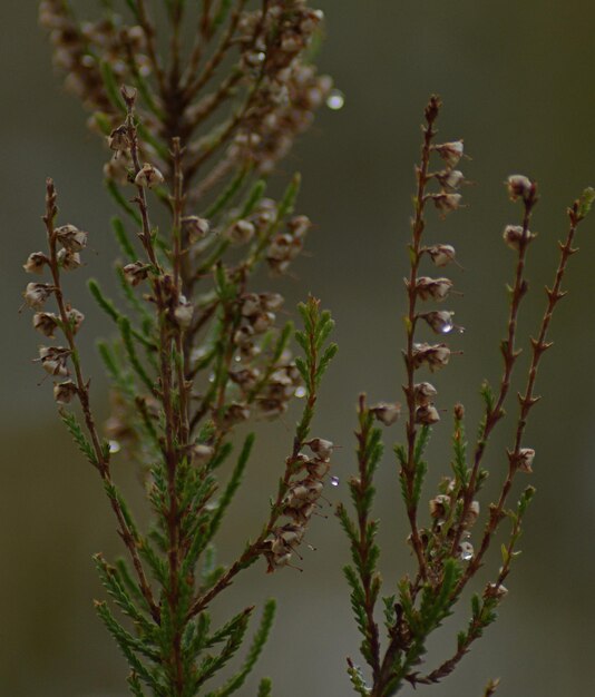 Foto close-up di una pianta da fiore