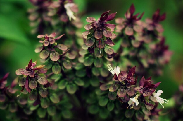 Photo close-up of flowering plant