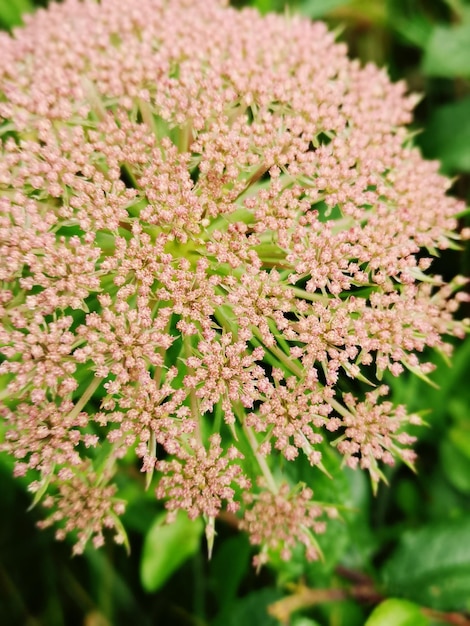 Photo close-up of flowering plant