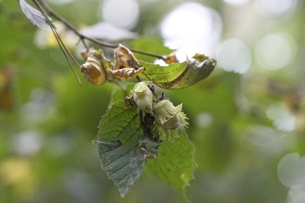 Close-up of flowering plant