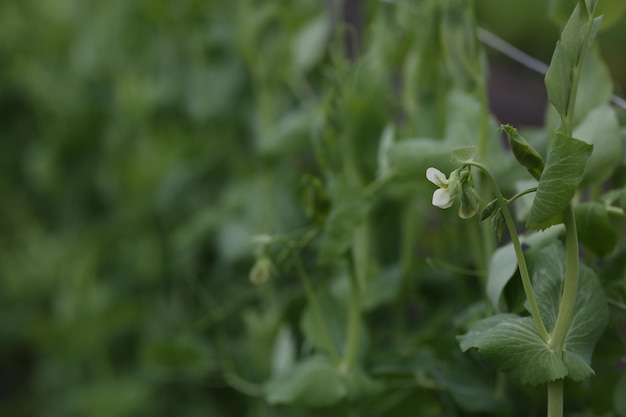 Foto prossimo piano di una pianta da fiore