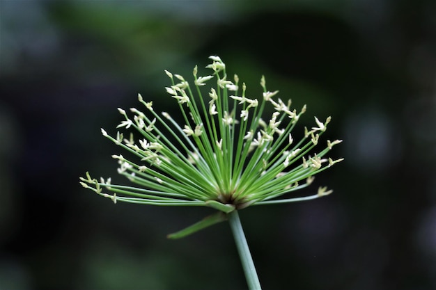 Foto prossimo piano di una pianta da fiore