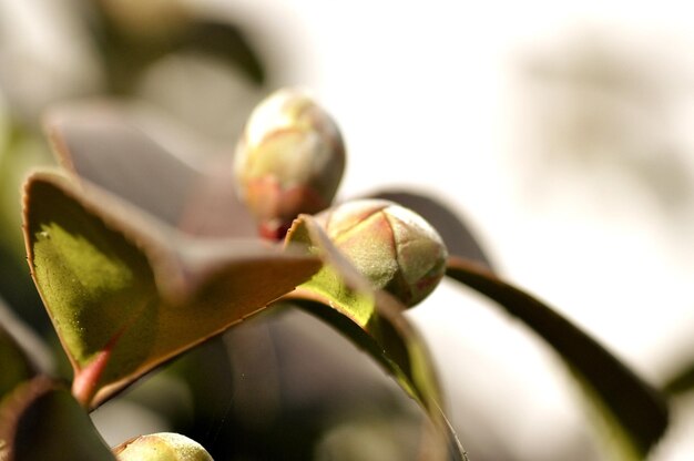 Photo close-up of flowering plant