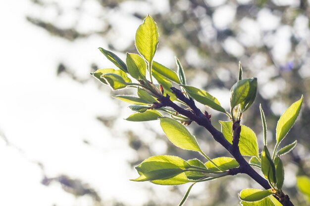 Foto prossimo piano di una pianta da fiore