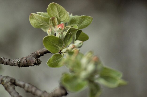 Photo close-up of flowering plant